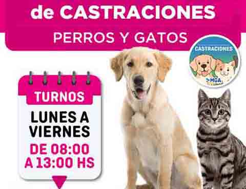 Castraciones gratuitas de perros y gatos