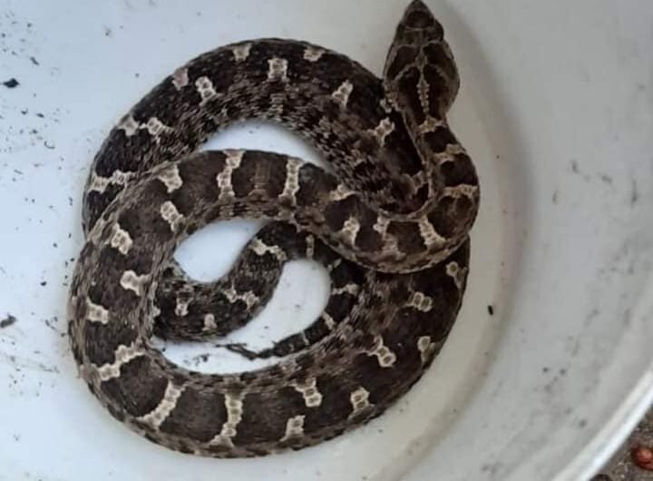 Atención! Serpientes venenosas