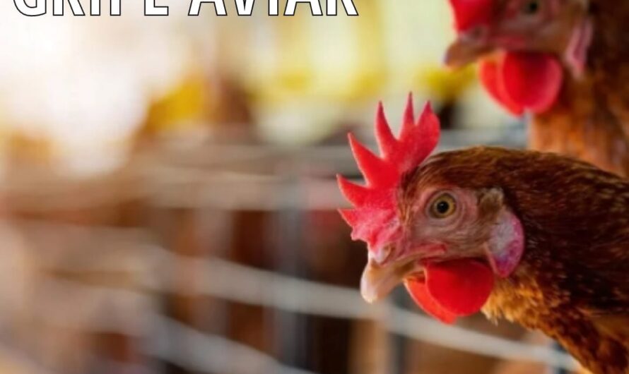 Comunicado sobre brote de Gripe Aviar