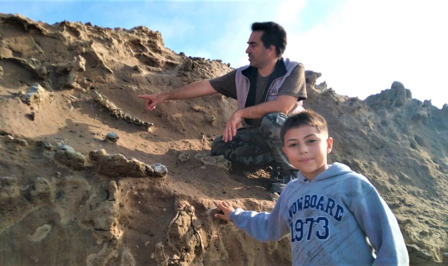 Miramar: Un niño de 8 años encontró fósiles de un perezoso gigante de la Edad de Hielo