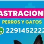 Siguen las castraciones gratuitas