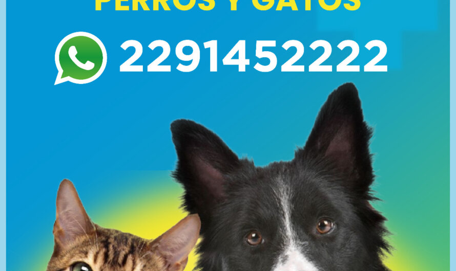 Miramar: Siguen las castraciones gratuitas de Perros y Gatos!